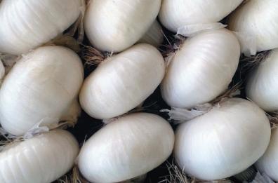 Cipolla bianca di Margherita Igp: la produzione cresce del 30%