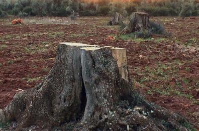 Martina Franca, sradicano e tagliano alberi secolari per fare legna: arrestata coppia