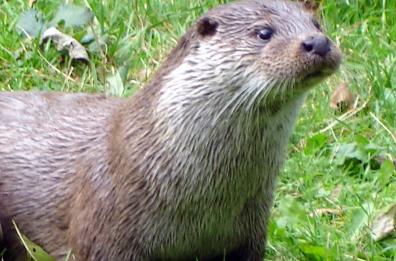 «Proteggiamo la lontra»
progetto anche nel Parco
dell’Appennino lucano