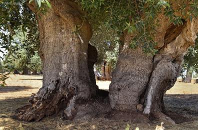  Lecce, ecco come il Leccino «intrappola» la Xylella