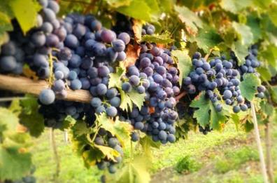Nero di Troia «re» delle vendite