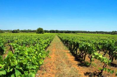 A primavera fiorisce il buon bere