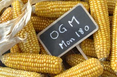 OGM, quando il cibo è modificato