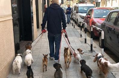 Bari, il dogsitter
e i magnifici 10
a spasso in città
