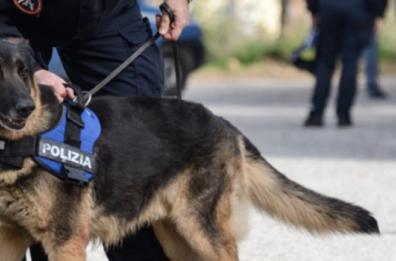 Cane poliziotto scopre 30 chili di droga