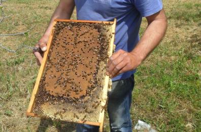 Basilicata, leader nell'apicoltura: 600 allevatori e 3 mln di prodotti