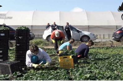  Denunciati 317 falsi braccianti agricoli per truffa ai danni dello Stato