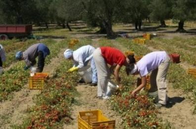 Matera, quattro indagati per sfruttamento di braccianti agricoli