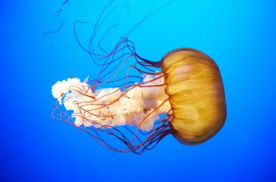 Biologa foggiana: troppe meduse nei nostri mari