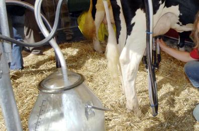 Emergenza latte, la Puglia stanzia 4mln per settore zootecnico