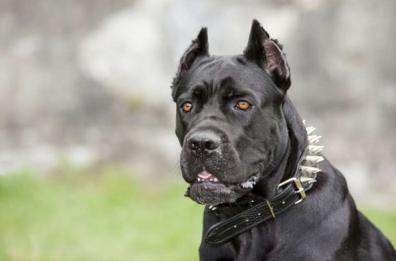 Alessano, cane corso sbrana
cagnolino e ferisce una donna