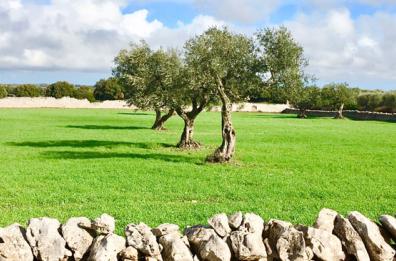 «ABC olio» tra passato e futuro