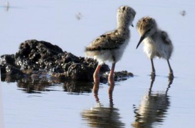 A salina Monaci esplode la natura, per la gioia dei fotografi