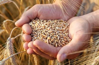 Grano duro: «Con questi prezzi addio a pasta Made in Italy»