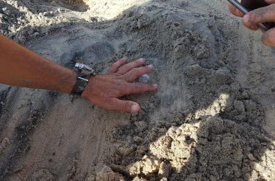 Scavano nella sabbia e trovano nido di tartarughe