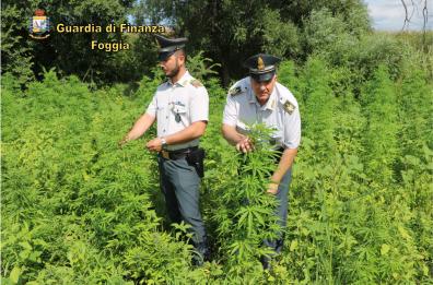 Lesina, sequestrata  maxi piantagione di cannabis
