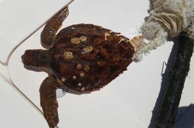 Petrolina, ennesima vittima della plastica salvata a Giovinazzo
