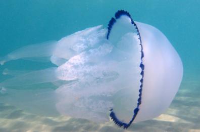 Caldo e acqua pulita, si riaffacciano le meduse
