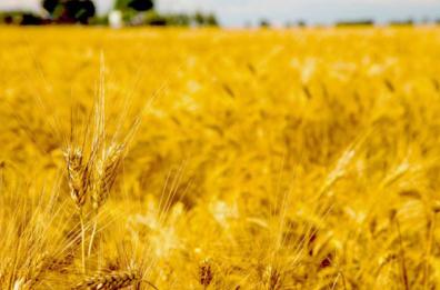 «Senatore Cappelli», alla  scoperta di un antico grano del Sud
