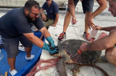 Caretta caretta di 60 chili
liberata da trappola di rete