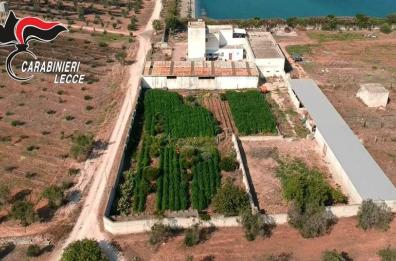 Lecce, 2mila piante di marijuana in masseria: fermata una persona 