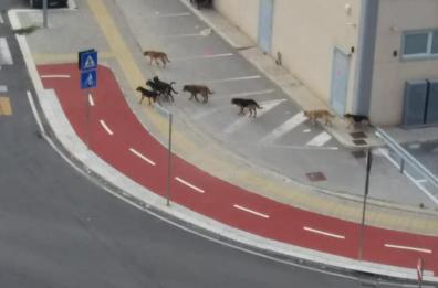 Cani randagi a spasso per la periferia, la gente ha paura
