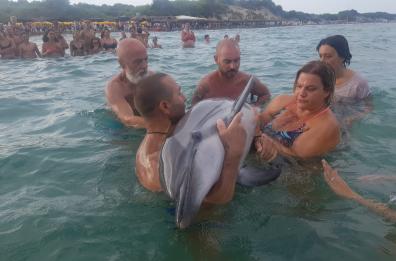 Alimini, bagnanti salvano baby delfino ferito