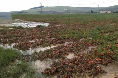 Potenza, la Coldiretti lancia l'allarme: troppa pioggia danneggia i pomodori