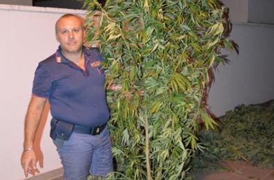 Nella sua campagna coltivava 25 piante di marijuana alte oltre 2 metri e mezzo, scoperto dalla polizia