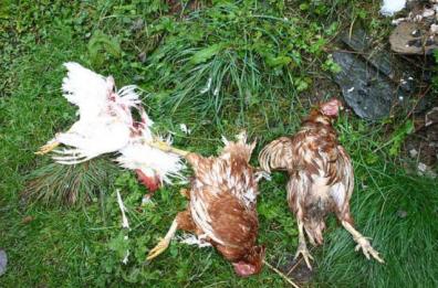 Erchie, rubano in una casa e poi seviziano le galline