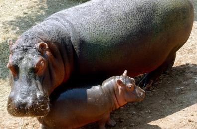 Fasano, ecco il nuovo nato nello Zoosafari: un cucciolo di ippopotamo 