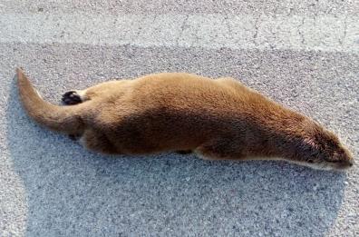 Trovata morta la lontra del Parco del Gargano: mancava da 40 anni