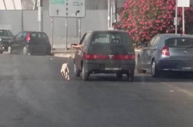 Bari, trascinava il cane con l'auto
«Faccio sgranchire le zampe»