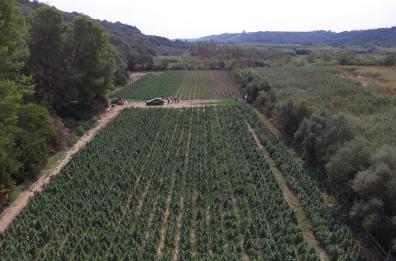 Maxi piantagione di marijuana: sequestrate 14mila piante, 6 arresti