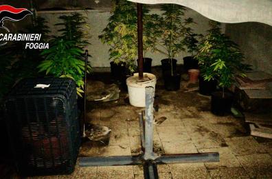 Cerignola, marijuana piantata
sul terrazzo: in manette 41 enne
