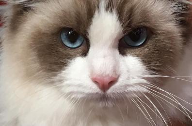 Felina Bari, le foto più belle dei gatti in concorso