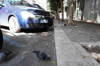 Escrementi e cattivi odori: i disagi in via Zanardelli