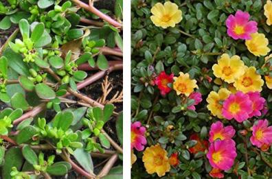 La Portulaca, benefici e proprietà.