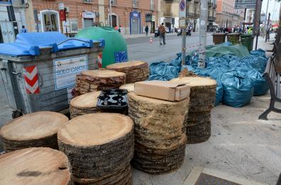 Bari, palma tagliata: i pezzi lasciati in strada