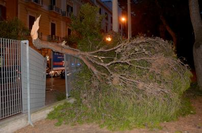 Vento forte spezza albero davanti scuola a Bari: ecco i danni e i disagi in città