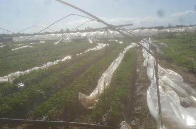 Basilicata, scoperchiate dal vento le serre della fragole