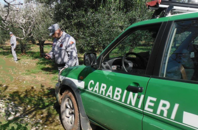 Xylella e cura con corna di mucche: invitare in commissione gli scienziati in rivolta