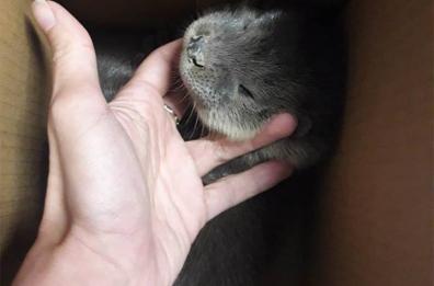 Cucciolo di lontra trovato nel Parco del Pollino: è in buone condizioni