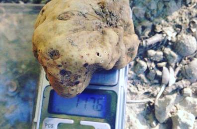 Matera: ora si scommette sul tartufo, eccellenza locale