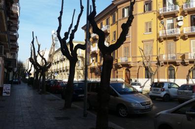 Alberi ridotti a scheletri, proteste dopo potatura