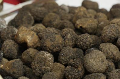 Valorizzare il Tartufo nero estivo di Basilicata:  oggi chef a confronto a Marconia di Pisticci