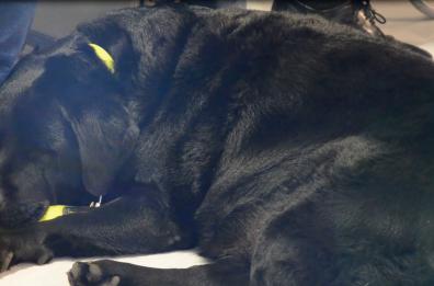 Policlinico Bari, il labrador Megan in aiuto dei bimbi malati