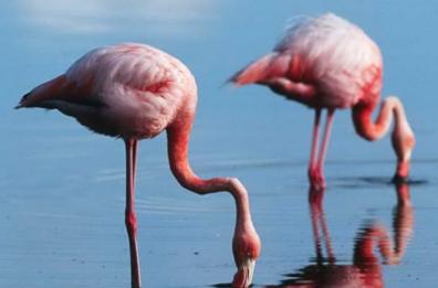 Avvistata una colonia di fenicotteri rosa a Torre Lapillo
