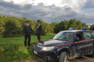 Palagiano, sorpresi mentre rubano 400 kg di arance: denunciati in 4