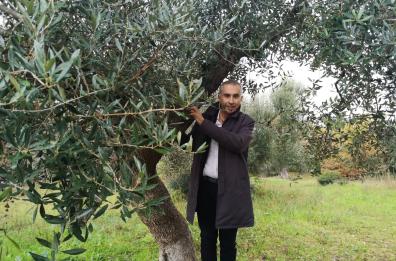 Xylella, una legge per tagliare alberi infetti. «Da Ciampolillo andranno i suoi colleghi»